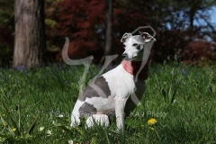 Whippet