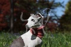 Whippet
