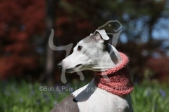 Whippet