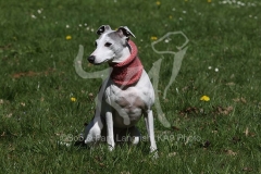Whippet