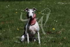 Whippet