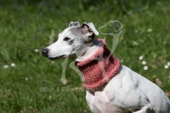 Whippet