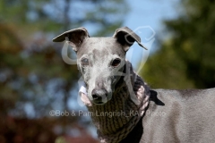 Whippet