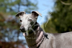 Whippet