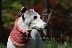 Whippet