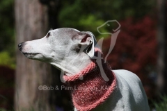 Whippet