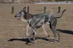 Whippet