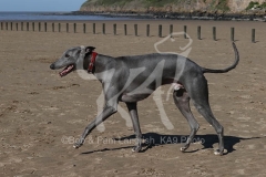 Whippet