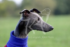 Whippet