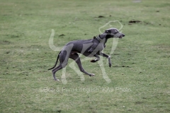 Whippet
