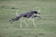 Whippet