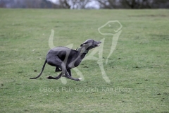 Whippet