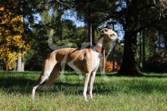 Whippet