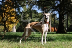 Whippet