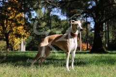 Whippet