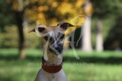 Whippet