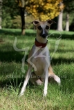 Whippet