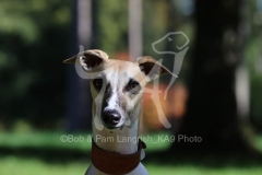 Whippet