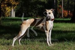 Whippet
