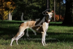 Whippet
