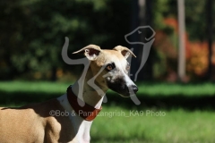 Whippet