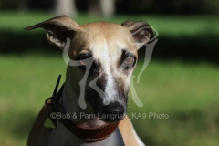 Whippet