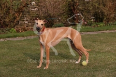 Whippet