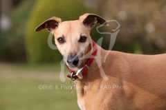 Whippet