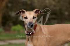 Whippet