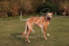 Whippet