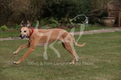 Whippet