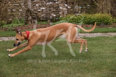 Whippet