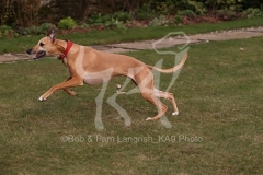 Whippet