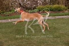 Whippet