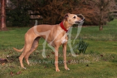 Whippet