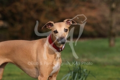Whippet