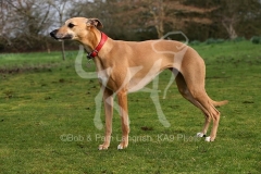 Whippet