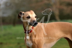 Whippet