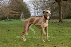 Whippet