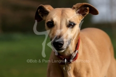 Whippet