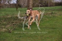 Whippet